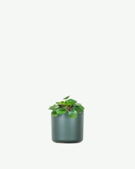 Peperomia Lemon Lime