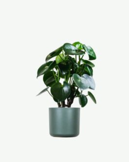 Ficus Decora Cabernet