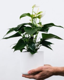 Golden Pothos Pole