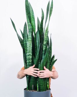 Sansevieria Laurentii
