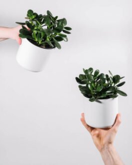 Ficus Decora Burgundy