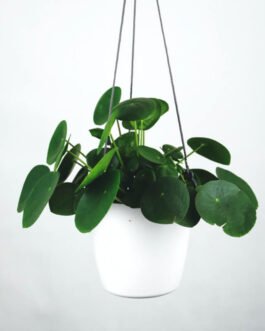 Pilea Peperomioides