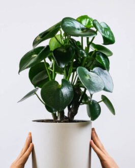 Ficus Decora Cabernet